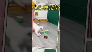 Meu gato ficou obcecado por isso Kkkkkkkkkkk gatos gato pets memes viralshorts [upl. by Sharlene]