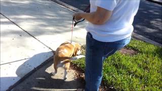 Pulling Basset Hound Learns to Heel Take the Lead K9 Training [upl. by Gerkman]