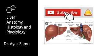 Liver in UrduHindi [upl. by Anomahs374]