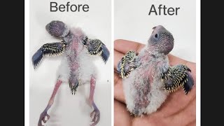 How to Help Birds With Splayed Legs Budgie Baby Treatment 🐥budgies treatment birds [upl. by Cloe]