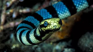 Belchers sea snake  one of the most venomous sea snakes in the world [upl. by Nalhsa]