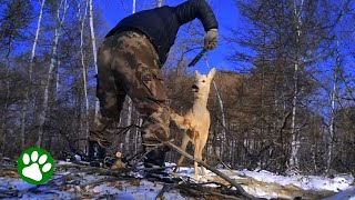 Mannen hittar rådjuret fast i en illegal fälla [upl. by Dosh]