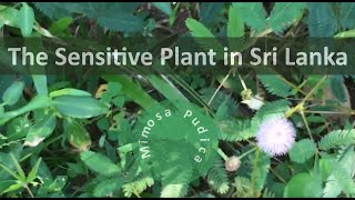 Mimosa pudica  the sensitive plant in Sri Lanka [upl. by Niliram]