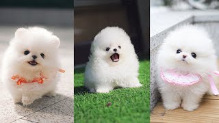 Teacup Pomeranian  Cutest Micro Pomeranian Puppies Video Compilation [upl. by Ysak884]