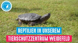 Reptilien in unserem Tierschutzzentrum Weidefeld [upl. by Rissa400]