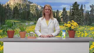 Benefits of Arnica Montana  Arnicare for Pain Relief [upl. by Eidoow837]