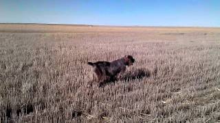 Spinone Italiano hunting pheasants [upl. by Algie]