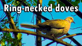 Eurasian collared doves in a tree filmed in 4K [upl. by Neeroc]