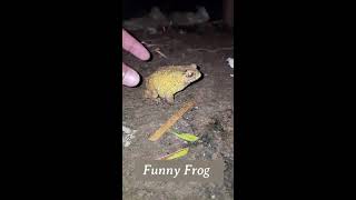 Wep wep catching frogs funny boing boing catch frogs make you laugh funny frogs catching [upl. by Analaj]