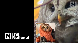 NYC treated to two celebrity owls as the festive season begins [upl. by Eedahs]