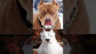 PITBULL VS DOGO ARGENTINODOGO DE BORDEAUX [upl. by Adnuhsed]