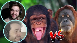 Qual é o melhor MACACO Orangotango vs Chimpazé [upl. by Boutis252]