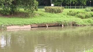 新加坡野生水獭 City In Nature  Smoothcoated Otters  Singapore  08 October 2024 [upl. by Suiradel998]