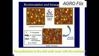 Bioremediation [upl. by Yanehc]