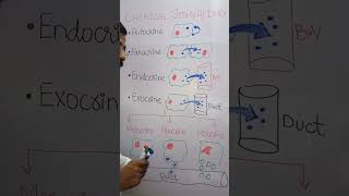 CHEMICAL SIGNALLING paracrineautocrineholocrinemerocrineapocrine [upl. by Galven]