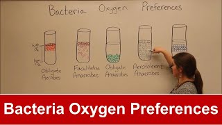 Bacteria Oxygen Requirements [upl. by Sandry]