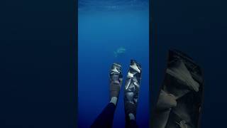 Tiger Shark Following Me😳 shark sharks tigershark thalassophobia [upl. by Kelton280]