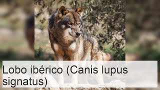 LOBO IBÉRICO Canis lupus signatus  Características y hábitat [upl. by Llenal689]