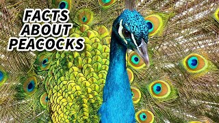 Peacock Facts FACTS about PEAFOWL 🦚 Animal Fact Files [upl. by Aicineohp]