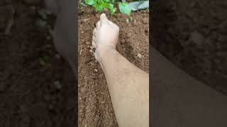 Planting Coriander Seeds garden kitchengarden dhaniya [upl. by Colinson]