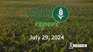 Monday Mycotoxin and Crop Report for July 29 2024 [upl. by Notselrahc726]