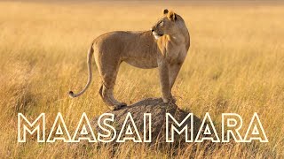 My first visit to the MAASAI MARA  A short film by The Safari Expert [upl. by Ahsenyt167]