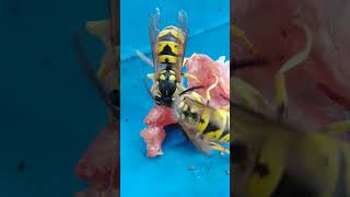 Wasps are cutting meat and its carrying in nest Waspnature flyinginsect eatinginsectsزنبورداری [upl. by Adnuhs]