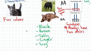 Genotypes amp Phenotypes [upl. by Arman]