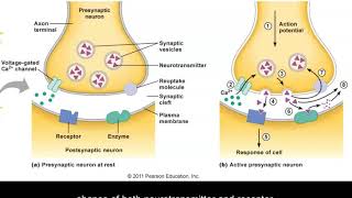 Neurotransmission [upl. by Eselahs]