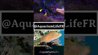 Canthigaster Solandri new news aquarium reef marine ytshorts yt tiktok aquariumfish clip [upl. by Ki733]