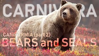 CARNIVORA II  Caniformia part2  Bears and seals 🐻 [upl. by Yuht]