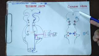 VESTIBULOCOCHLEAR NERVECRANIAL NERVE Vlllcranialnerve8cranialnervesneuroanatomyneurologymbbs [upl. by Medina960]