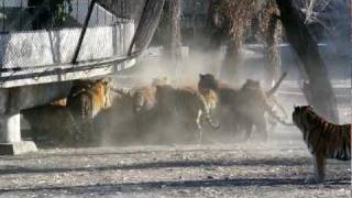 Siberian Tigers Being Fed Live Goat [upl. by Thielen355]