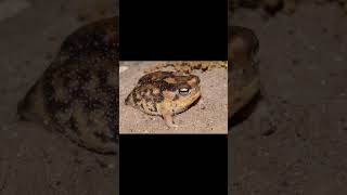 RingNecked Spitting Cobra and Namaqua Rain Frog [upl. by Peer]