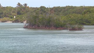 Push to restore mangroves in northern Palm Beach County [upl. by Eivol]