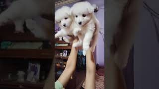 German Spitz for sale 😁 lucky dog kennel 🐶 Kolkata cute pets song puppy labrador dogs [upl. by Karlise]