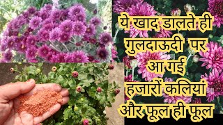 Guldaudi Plants Care amp Flowering Fartilizar  Chrysanthemum नवंबर में गुलदाऊदी पर करें ये काम [upl. by Finer128]