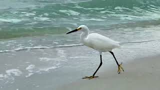 Aigrette neigeuse snowy egret egretta thula Naples Floride avril 2024 [upl. by Tallu]