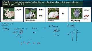 Genetics Multiple Alleles in Rabbits [upl. by Bronwen]