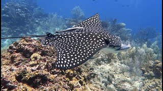 Two Minutes Swimming with an Eagle Ray [upl. by Sadowski]