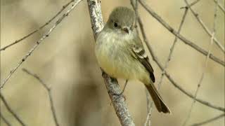 Gray Flycatcher [upl. by Seltzer]