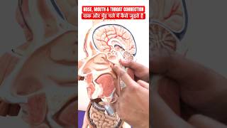 नाक और मुँह गले में कैसे जुड़े होते हैं ।NOSE MOUTH amp THROAT CONNECTION viral shorts trending [upl. by Fidel]