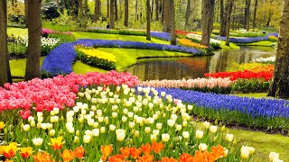 Keukenhof Gardens and Tulip Fields Tour from Amsterdam [upl. by Esdras]