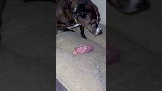 She’s eating the bone A thief in action dog dogshorts ham theif shame doggone busted [upl. by Ttegdirb]