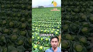 Amazing Cabbage Farming shorts vegetables [upl. by Jenica]