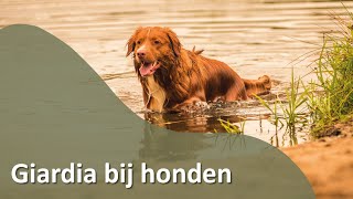 Giardia bij Honden  Honden TV S02E02 [upl. by Gretta]