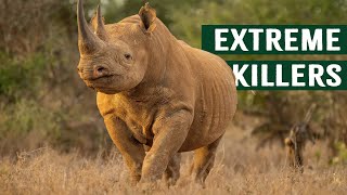 Deadly Apex Stand Off Tiger Comes Face To Face with A Rhino [upl. by Izzy]