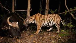 the indochinese tiger the 3rd biggest and 3rd strongest tiger subspecies in the wild [upl. by Noicpecnoc]