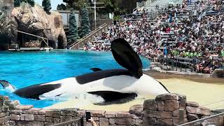 Orcas jumping out of the water and doing tricks at sea world San Diego seaworldsandiego [upl. by Sapowith]