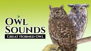 GREAT HORNED OWL🦉15 Minutes With the Best Owl Sounds animals birds owls [upl. by Graybill723]